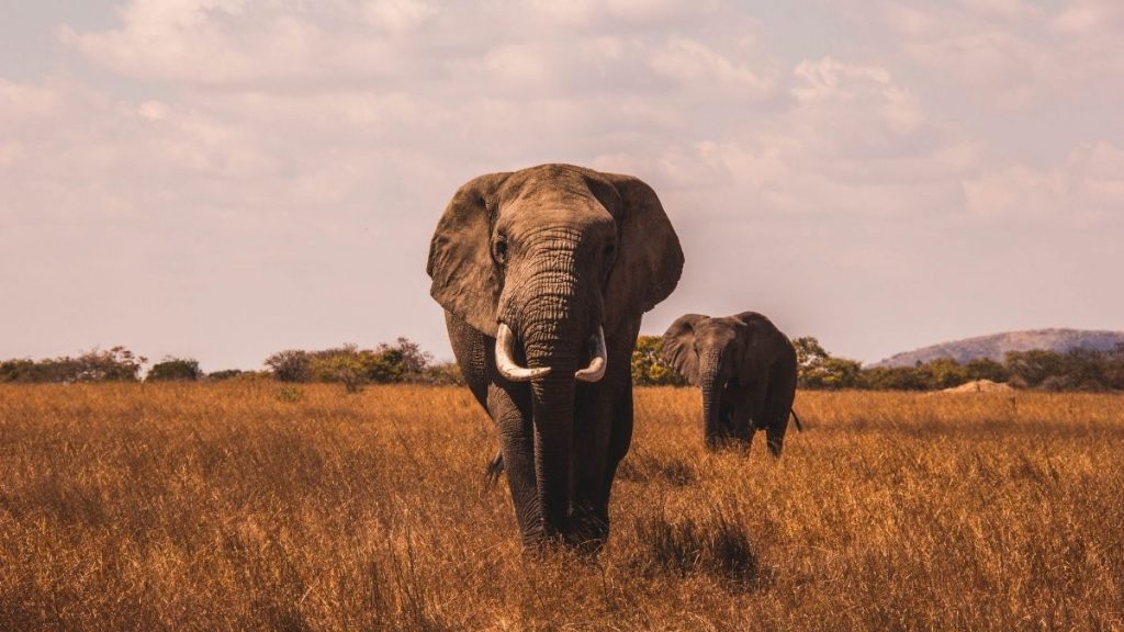 elephant sanctuary florida visit