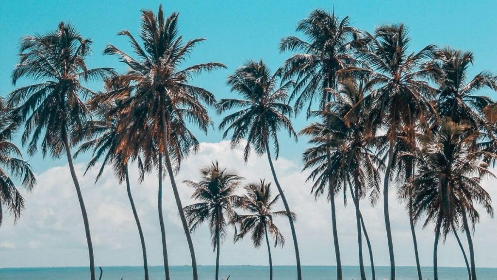 77 Palm Tree Captions For Instagram - Puns, Quotes & Short Captions -  Traveller's Elixir