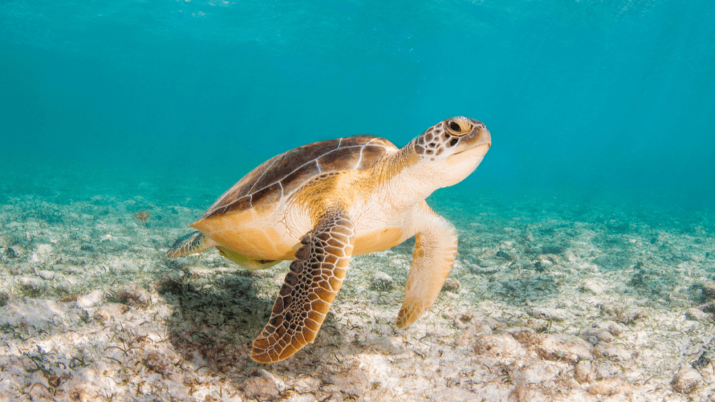where to see turtles in Bermuda - featured image