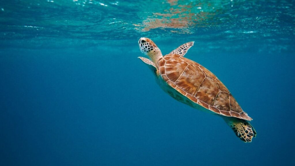 where to see turtles in Curacao - featured image