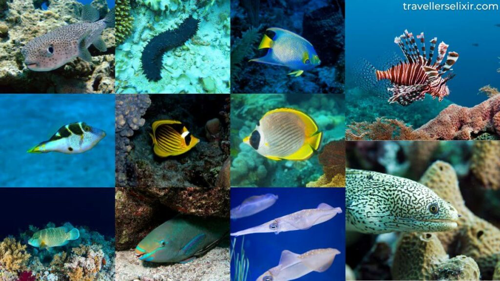 Species of marine animals present at Sugar Beach, St Lucia