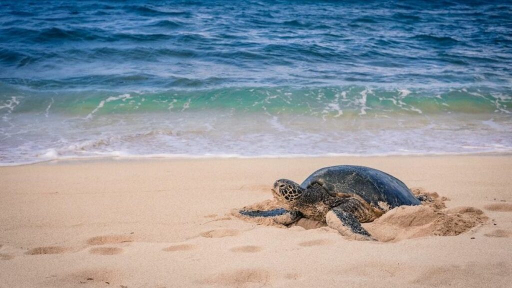 st lucia turtle tours