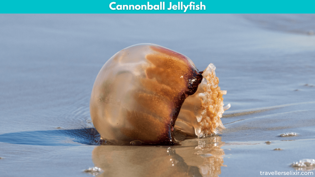 Image of a cannonball jellyfish.