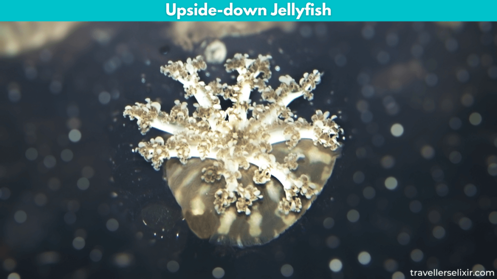 Image of upside-down jellyfish.