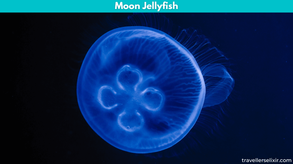 Image of a moon jellyfish.