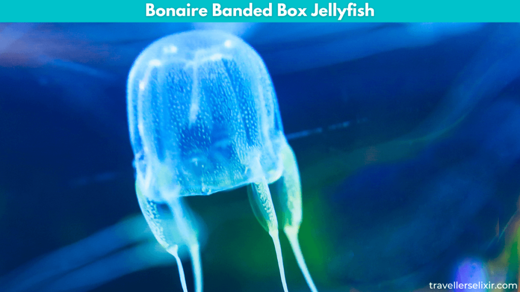 Image of a Bonaire banded box jellyfish.