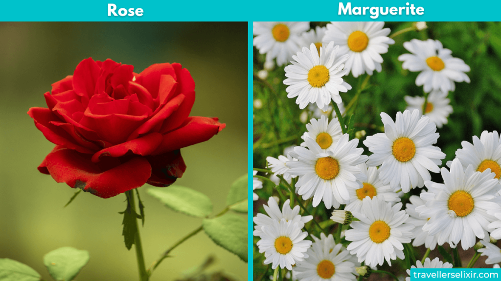Rose and marguerite flowers.